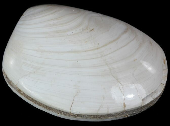 Wide Polished Fossil Clam - Jurassic #55239